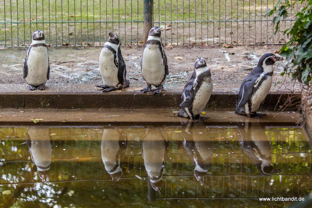 Jungs, ihr seit zu viele um in Madagaskar mit zuspielen.
