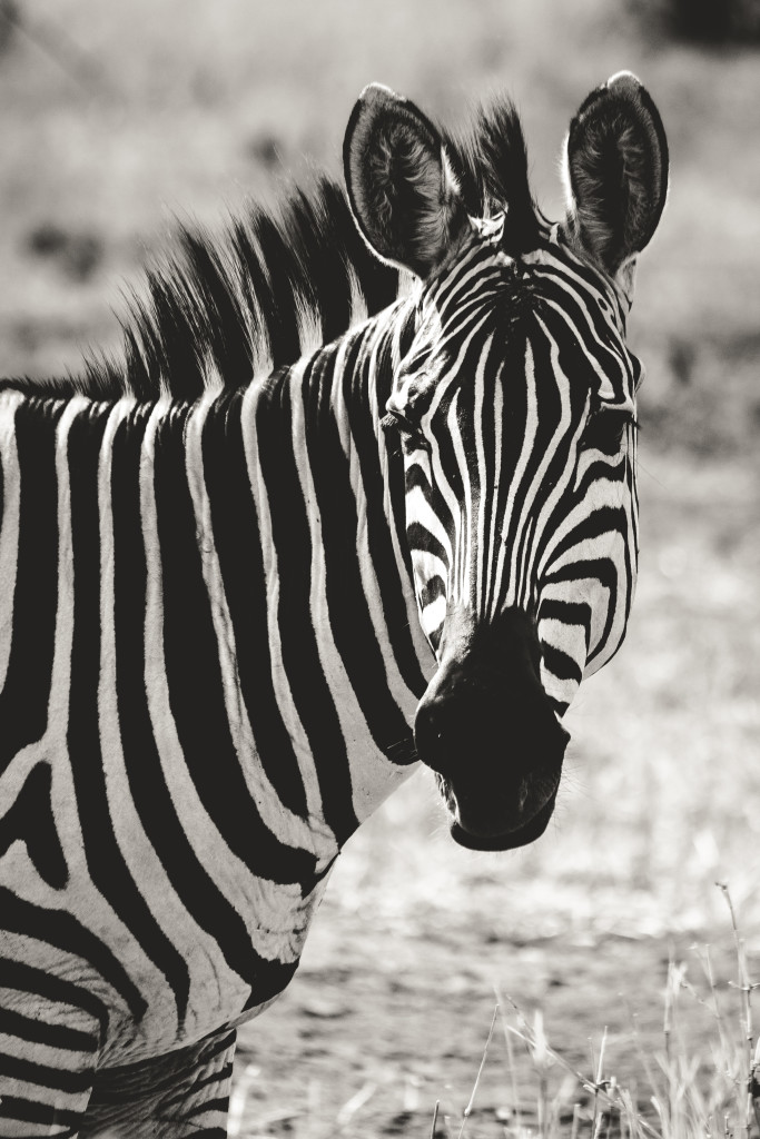 Zebra